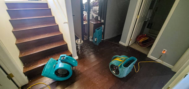 Best Local water damage restoration  in Dawsonville, GA